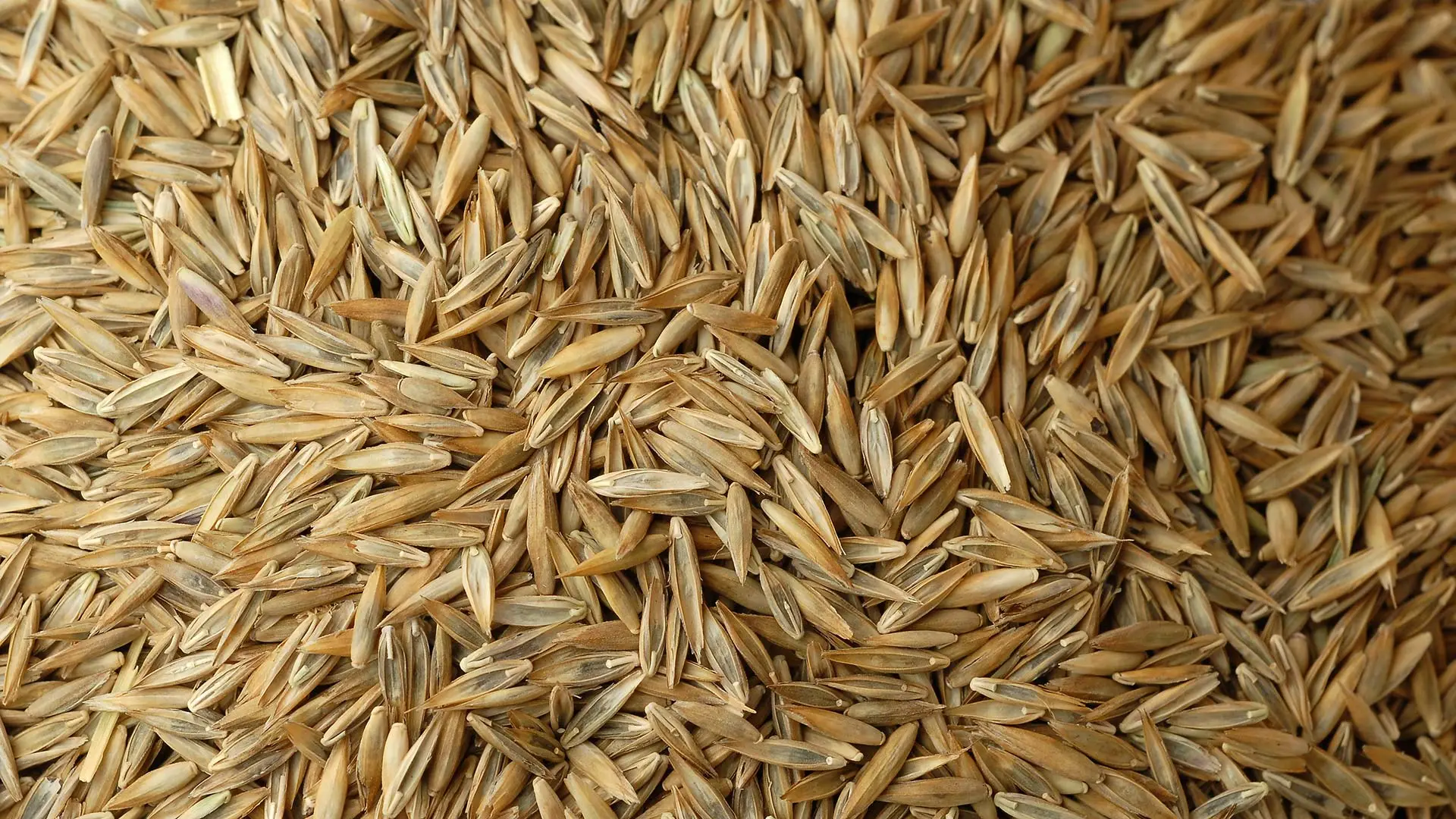 A pile of grass seeds in Omaha, NE.