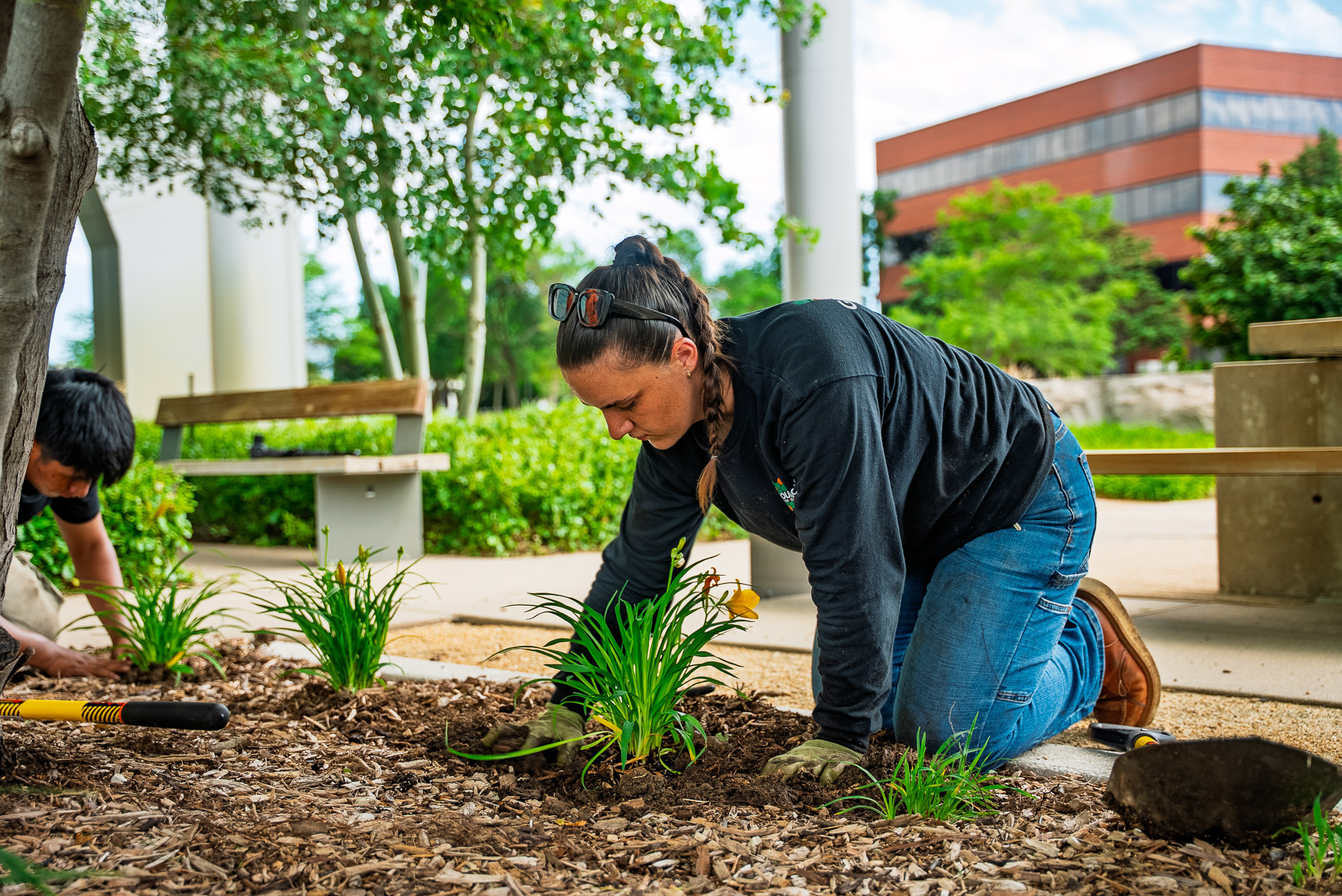 crew commercial property planting enhancement 8