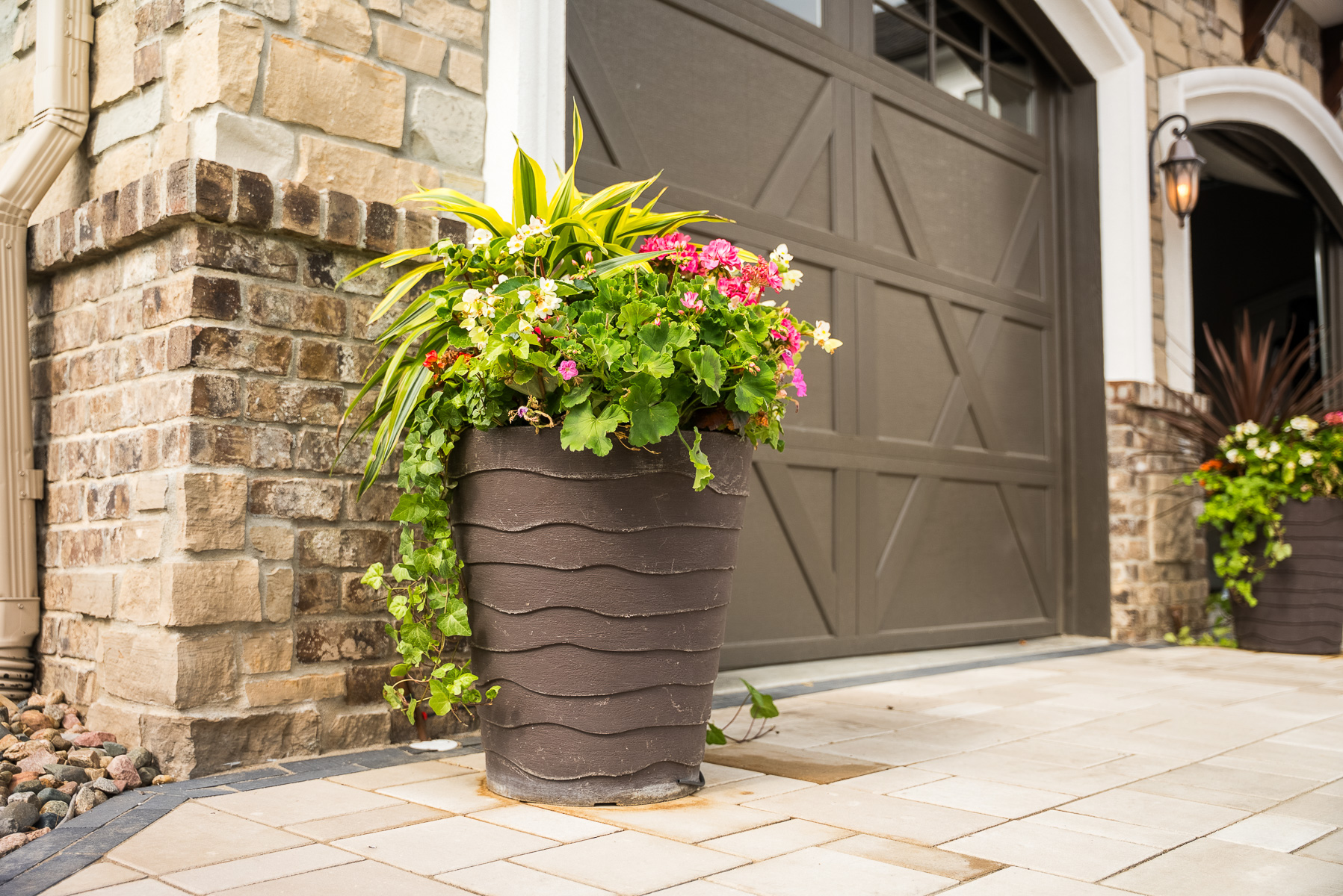 detail annual flower planting pot geranium ivy