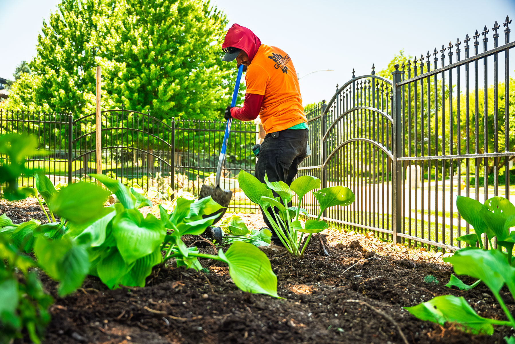 install crew digging hostas planting