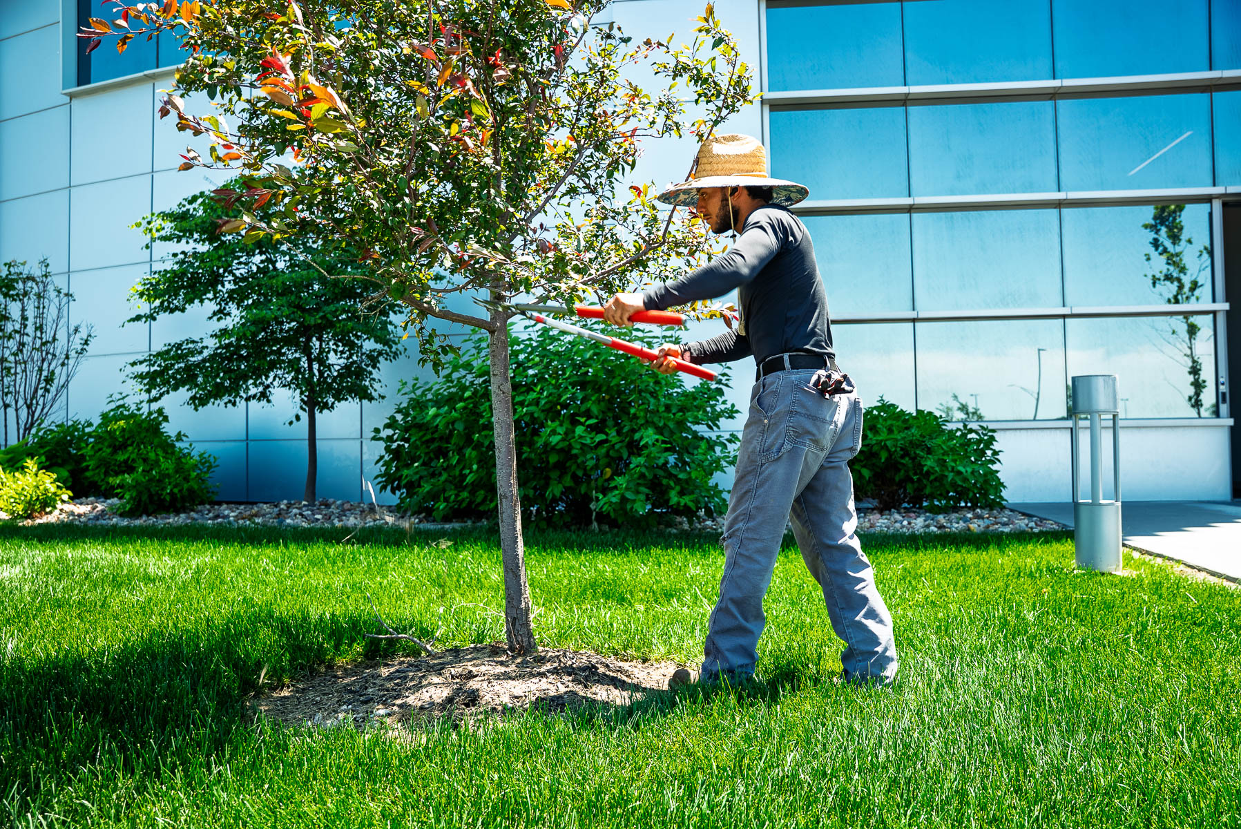 maintenance crew loppers pruning branch 4